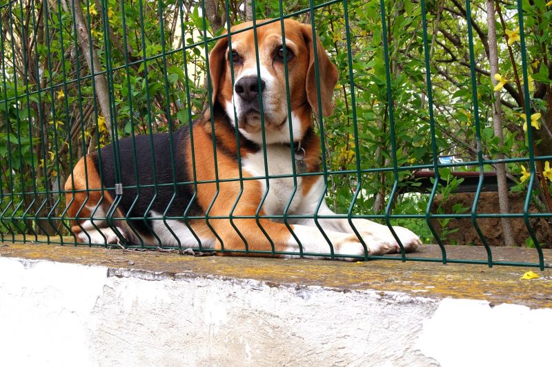 Electric Pet Fence Installation