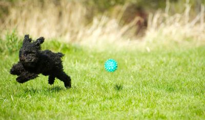 Keep Your Pet Safe with an Electrical Pet Fence Installation!